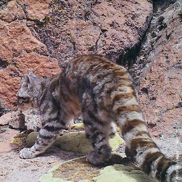 Gato (Leopardus Jacobita) | Felinos De