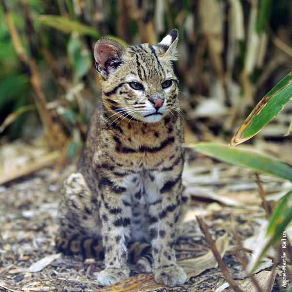 Rusia por qué tierra Gato Montés (Leopardus geoffroyi) | Felinos De Argentina