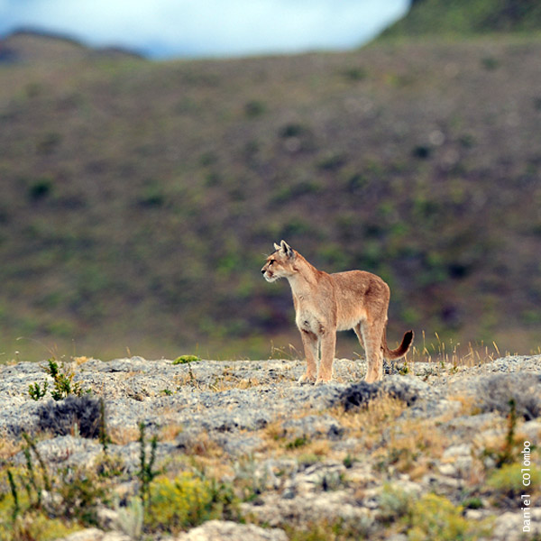 billetera Contagioso Movilizar Puma (Puma concolor) | Felinos De Argentina