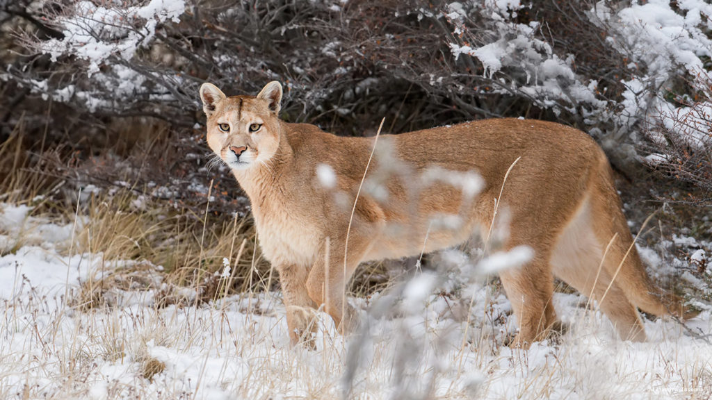 Puma-slider | Felinos De Argentina